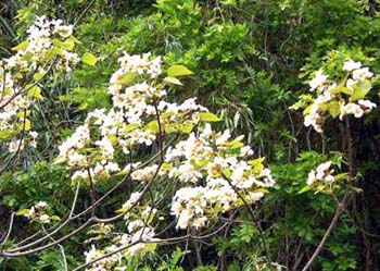 �L�T�T�Q�̒���