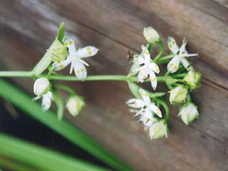 �A�P�{�m�\�E