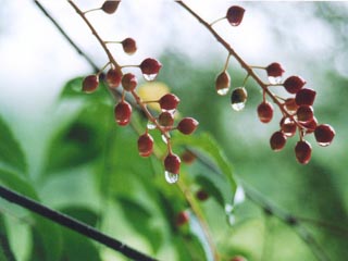 �E���~�Y�U�N���̎�