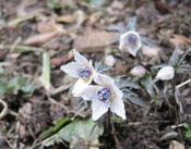 �Z�c�u���\�E