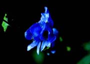 �g���J�u�g